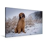 Calvendo Premium Textil-Leinwand 75 cm x 50 cm Quer, Berger de Brie | Wandbild, Bild auf Keilrahmen, Fertigbild auf Echter Leinwand, Leinwanddruck: Ton in Ton mit der Winterlandschaft Tiere Tiere - Sonja Teßen