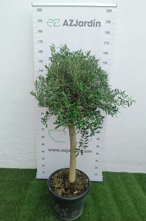 AZJardín Olivo Natural para Exterior, Árbol de Olivo en Maceta, 160-170 cm