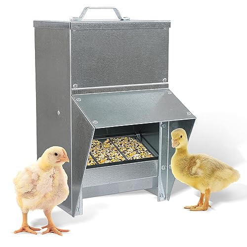 6 Best Chicken Feeder For Your Flock (2024 Buyer's Guide)