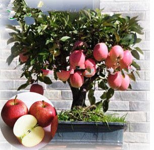 Sélection de graines d'arbres bonsaï nains Fruits délicieux dans votre jardin Fruits bonsaï à croissance facile Livraison gratuite Paquet de 500 graines
