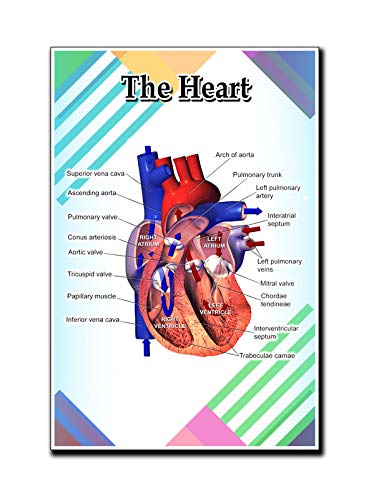 Human Heart Poster Quote Motivational Educational Inspirational School Elementary Homeschool 12-Inches by 18-Inches Print Wall Art CAP00125
