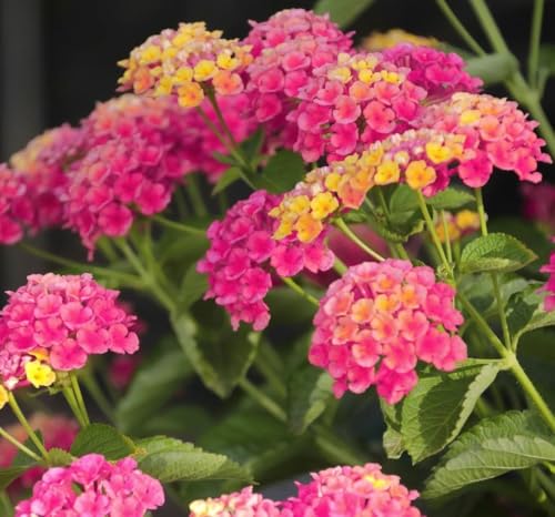 Lantana Plants Live - Athens Rose Pack of 3 Lantana Live Plants for Planting - 4-6 Inches Tall - Butterfly Attractant, Drought-Tolerant, Great for Containers