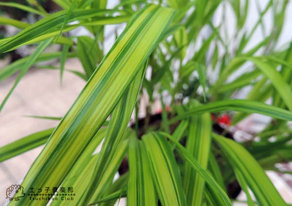 Amazon｜『風知草（フウチソウ）』斑入り葉4.5号鉢植え｜観葉植物