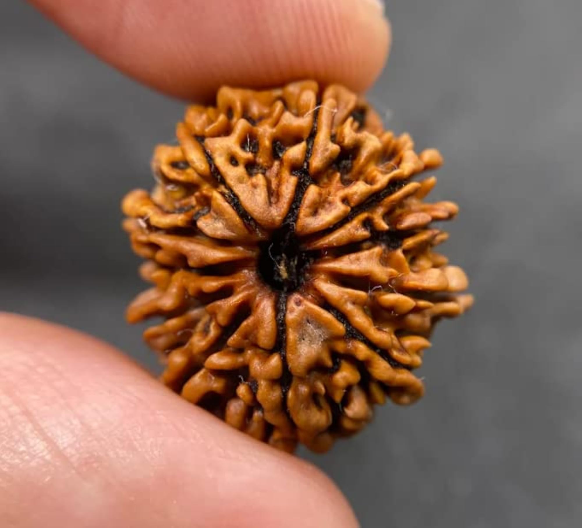 11 Mukhi Original Certified Rudraksha, Brown