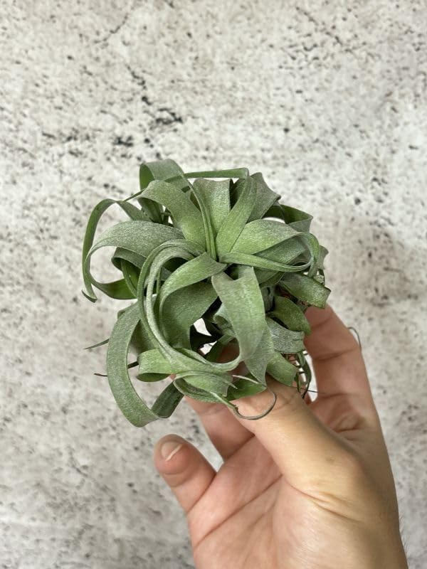Frontier Plantsチランジア ストレプトフィラ T. streptophyllaエアプランツ ブロメリア