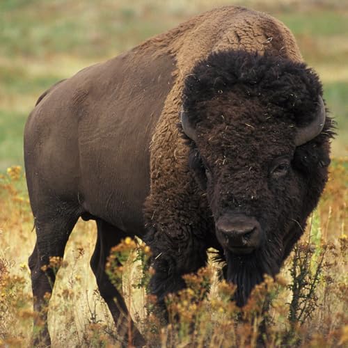 Episode 130: October 25: Park Stories from Yellowstone, the Ho Rain Forest, and Lake Superior