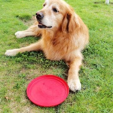 ROBLOCK 2 Pack Dog Flyer Natural Soft Rubber Interactive Floating Water Flying Disc Toys for Small, Medium, or Large Dogs Outdoor Sport…