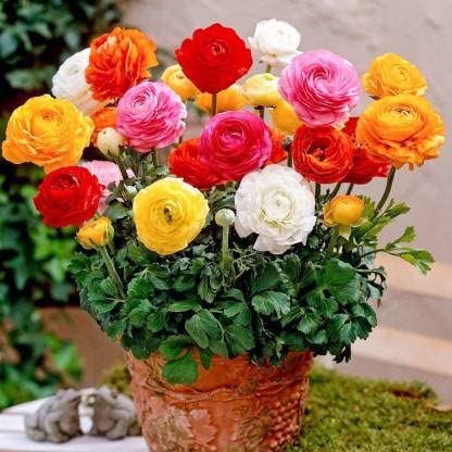 Ranunculus Flower Seeds Hybrid Mix Colour For Home Gardening 1