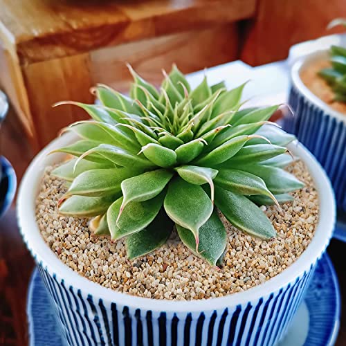 Sable de silice Onlyfire contre pourriture racine de cactus - 3