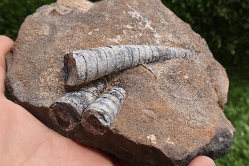 Image of Natural Orthoceras Fossil Plate from Devonian Period Fossil from Morocco A264