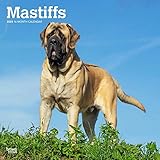 Mastiffs | 2024 12 x 24 Inch Monthly Square Wall Calendar | BrownTrout | Animals Dog Breeds
