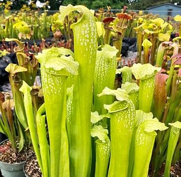 50pieces Green Nepenthes Plant Seeds
