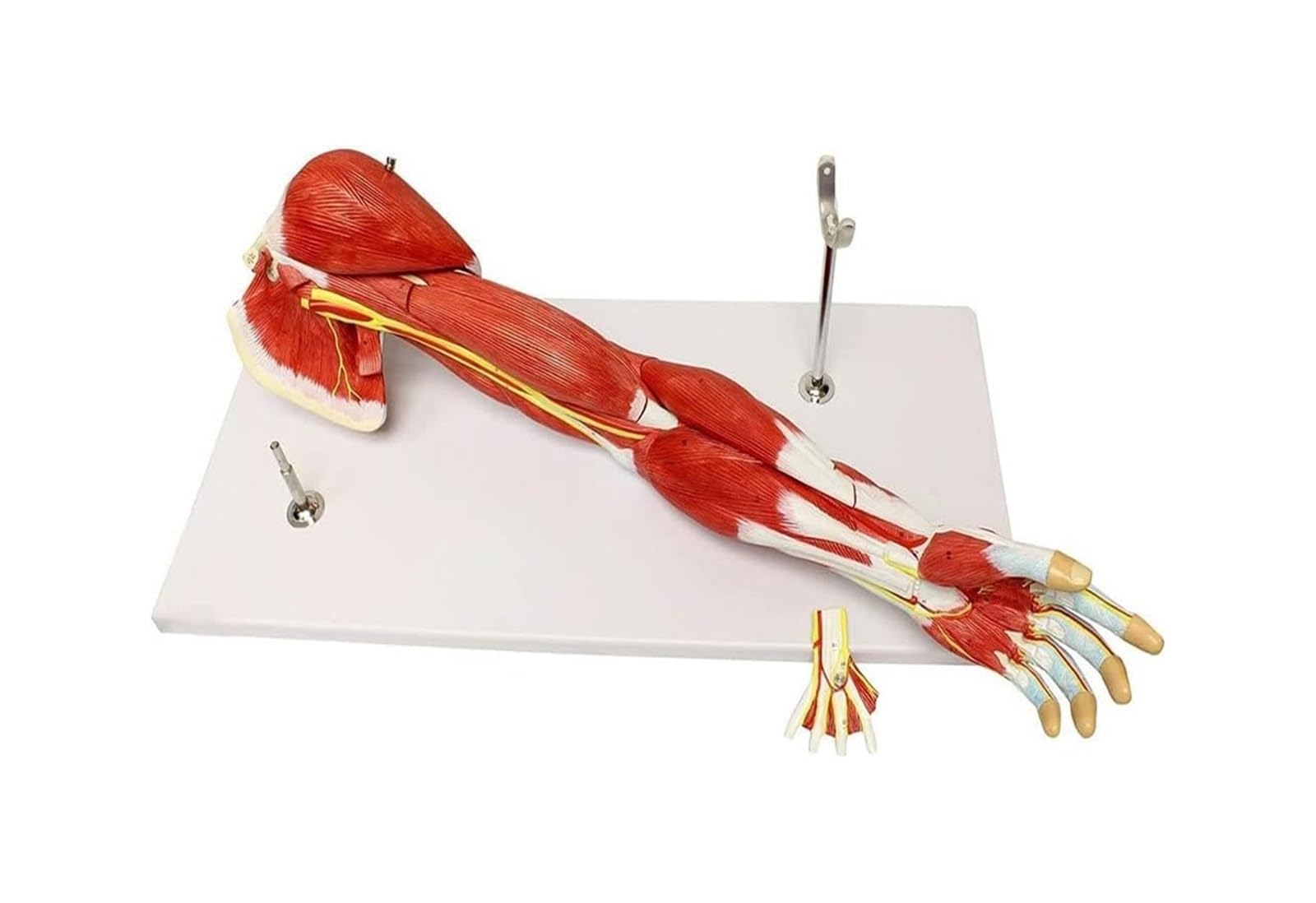 Model ludzkiego ramienia o długości 71 cm, narzędzie dydaktyczne
