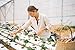 Oasis Horticube 276-Cell Sheets - Engineered for Hydroponic Growing in This Lower-Density Medium for Superior Root Growth - (20)