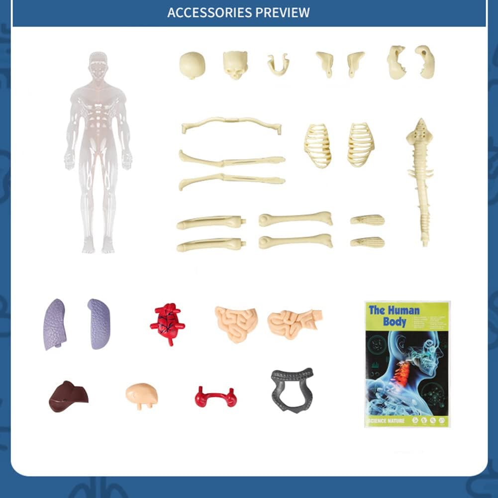 Kids Anatomy Toys Interactive Human Body Model, 11.22 Inch DIY Assembled Human Torso Organ Model for Kids Children Learning Science Anatomy, Ages 6+ (Fully Transparent) - Image 3