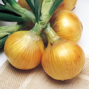 Amazon.co.jp: タマネギ 種子 ソニック 2.2ml 玉ねぎ : DIY・工具