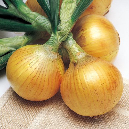 玉ねぎ 国華園オンラインショップ / （送料無料）玉ねぎ種 超得3種