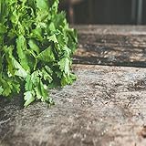 Trattoria Fantastico - Ricordi