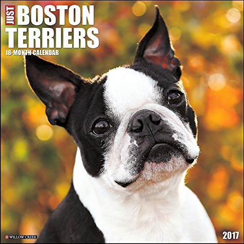 Just Boston Terriers 2017 Wall Calendar (Dog Breed Calendars)