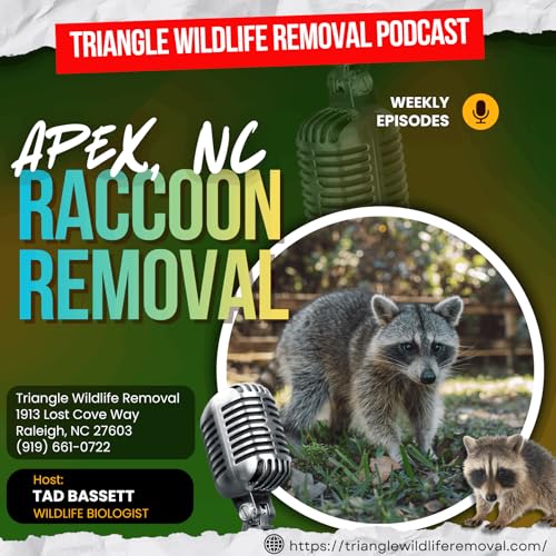 Apex, NC Raccoon Removal