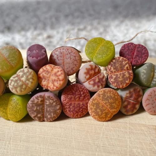 10 Mix Lithops Live Plants Lithops Succulents Plants Live, Living Stones Succulents Plants Live, Small Succulent Plants Bulks #TOP4