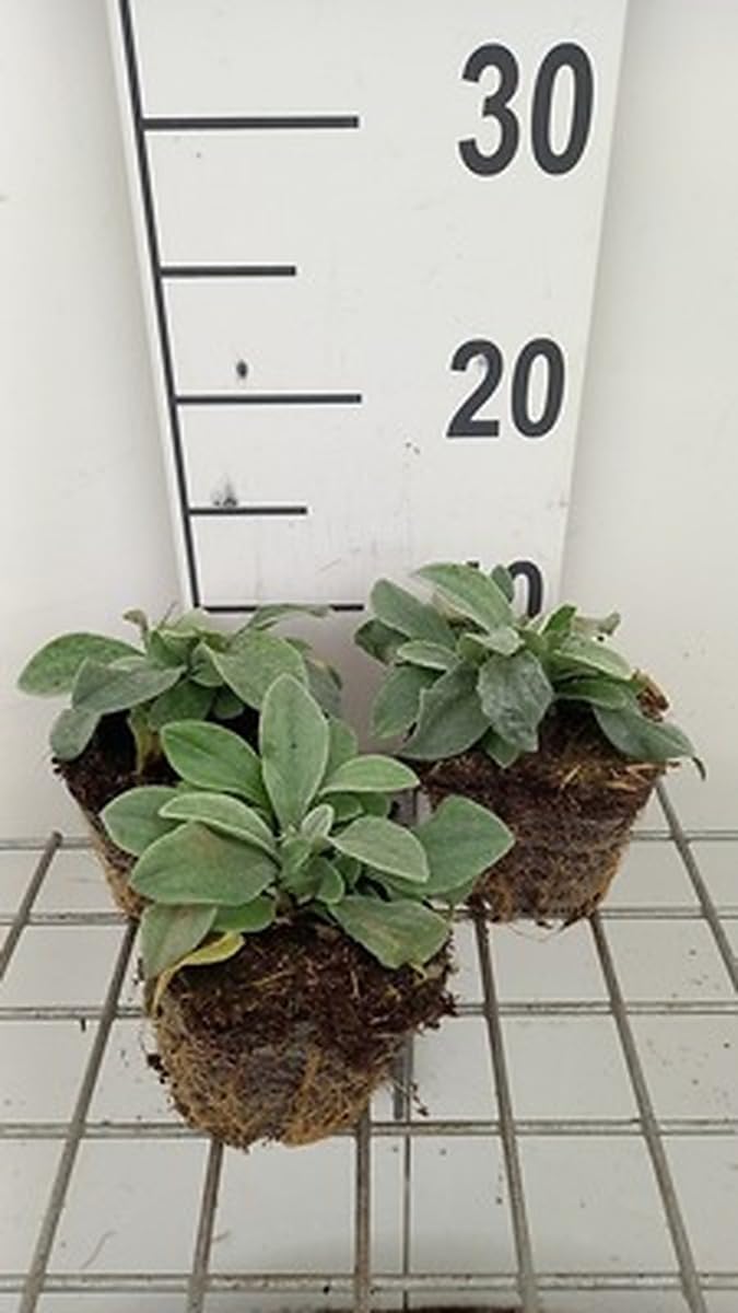 6x Weißer Knoten - Anaphalis tripl. Silberregen' | pot 9 x 9 cm