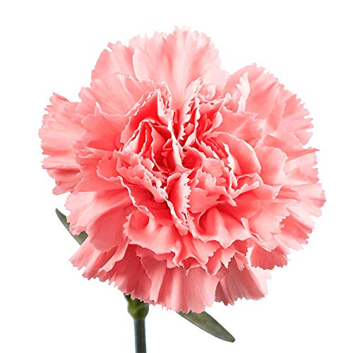 200 Pink Carnations- Fresh Flowers- Lovely Natural Blooms #TOP1