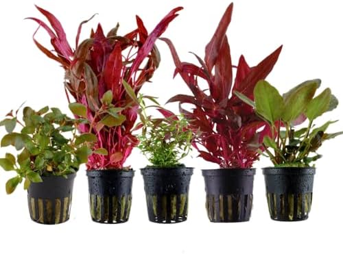 Tropica Aquarium Einsteiger Set - 6 Einfache Wasserpflanzen Für Dein Aquarium Nr. 4