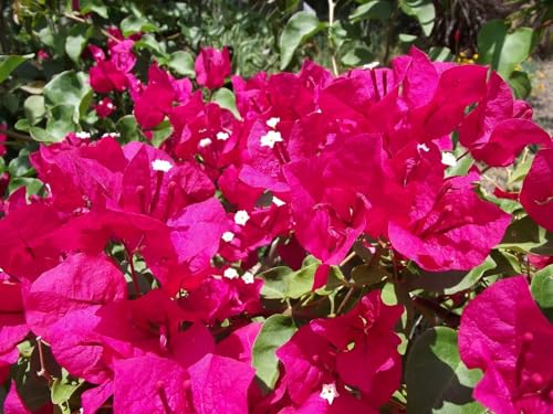 Barbara Karst Bougainvillea Image