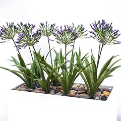Purple Agapanthus