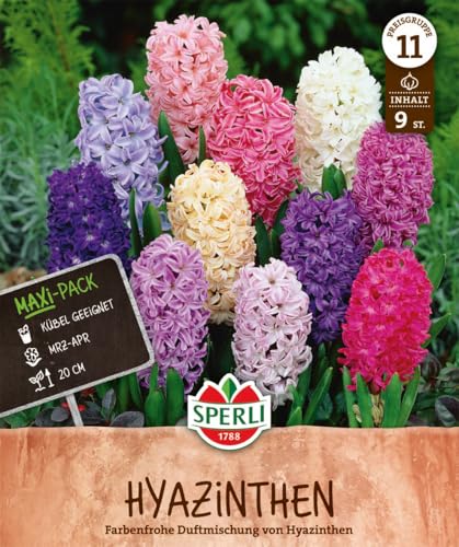 Sperli 462258 Hyazinthe Mischung (9 Stück) (Hyazinthenzwiebeln)