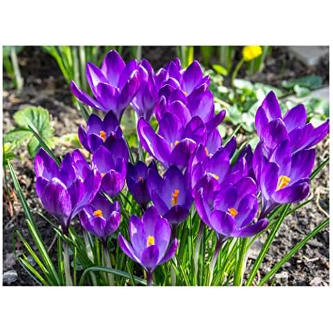 Crocus Botanical Ruby Giant Flowering Bulbs Cover