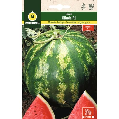 Mascarell Semillas, SANDÍA, Semillas Huerto, SANDÍA OLINDA F1, Crea tu Propio Huerto Urbano y Cultivo en Casa, Plantas Hortícolas, 0,6 Gramos