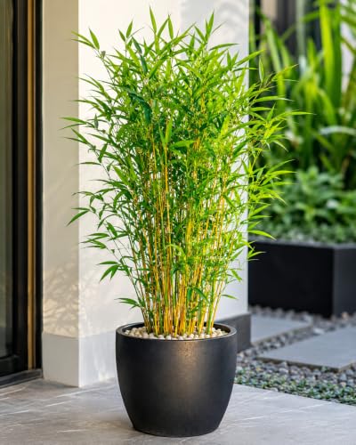 Image of Asian Yellow Lemon Bamboo Seeds- Air Purifier - Grow Indoor /Outdoor