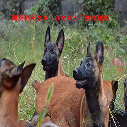 Preisvergleich Produktbild HXYL Intelligentes Elektronisches Intelligentes Fingerabdruck-Türschloss, Fingerabdruck-Verschluss-Innentür Intelligente Hauptsicherheits-Tür-Holztür-Aufget... Verriegelung