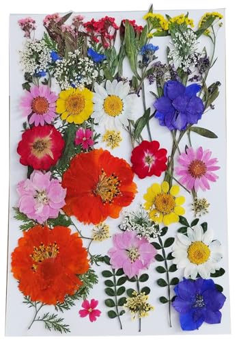 Natural Real Dried Pressed Mix Flower Leaf, 48 piezas miniatura 1