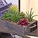 MyGift Potted Artificial Succulent Plants in Rustic Wooden 'Home' Planter Box with Rope Handles