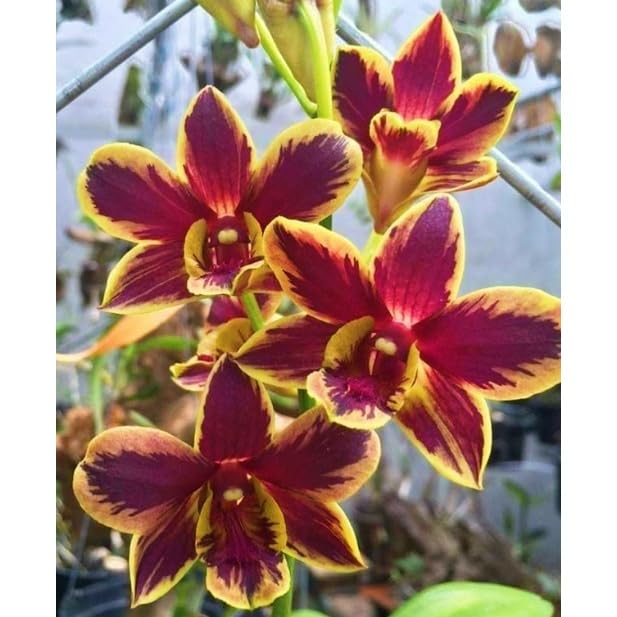 Cymbidium Orchid Plants Outdoor- Rare and Beautiful Cymbidium Bulbs in Bulk- Planting for Stunning Garden Displays-5 Bulbs-A