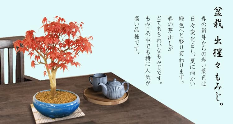 讃岐屋緑兵衛]出猩々モミジ(101941楕円プラ鉢)全高：25㎝※同