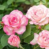 薔薇の苗\"ストロベリーアイス\"FL 国産接ぎ木 新苗4号ポット(四季咲きフロリバンダローズ)【品種で選べる薔薇苗/1個売り】学名:Rosaceae Rosa 'Strawberry Ice'/バラ科バラ属 耐寒性落葉低木・花木/特徴:木立、フロリバンダ(FL)ローズ・中輪・微香/別名:ボーダーローズ(Bordure Rose)●白地に桃色の覆輪花で、花付きが良い。非常に強健で作りやすい品種です。株は横張り性で、深緑色の葉は厚くしっかりしていて、成長が早く、育てやすい品種です。【※出荷時期により(開花時期以外)、花の無い葉だけの状態での出荷となります。出荷タイミングにより、苗の大きさは多少大きくなったり小さくなったりしますが、生育に問題が無い苗を選んで出荷します。植物ですので多少の葉傷み等がある場合もございます】