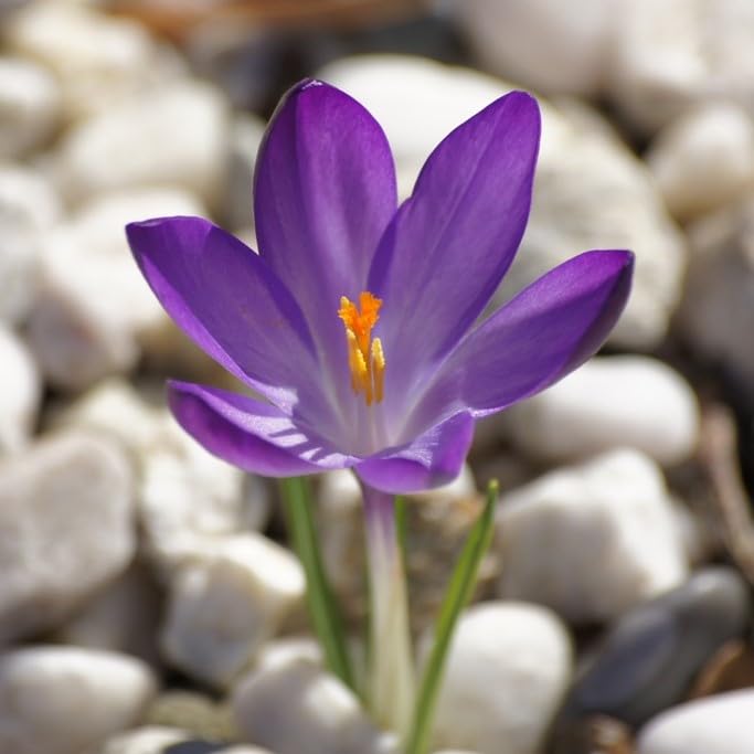 Krokus Ruby Giant - BIO 100 Krokuszwiebeln aus Holland