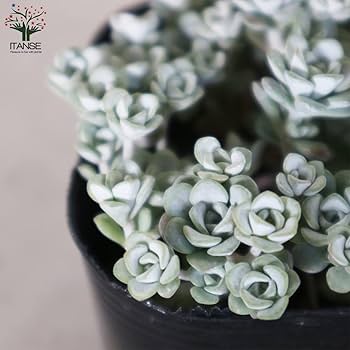 多肉植物  白雪ミセバヤ_(^O^) 白雪ミセバヤ | 多肉植物図鑑 | みんなで多肉