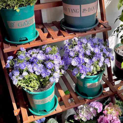 Semi di campanula-Campanula media,resistenti all'esterno,semi di e in vaso decorazione da giardino per esterni 100pcs
