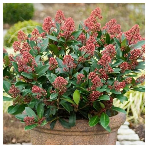 Quality Skimmia Japonica Rubella Plant