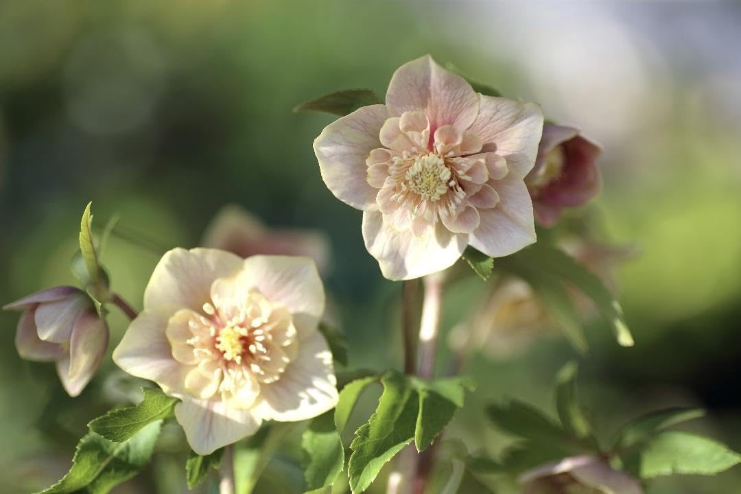 Yoppi クリスマスローズ 小苗 SDノスタルジア セルフ 1苗 クリスマスローズ 小苗 SDノスタルジア セルフ 1苗 抜き苗発送