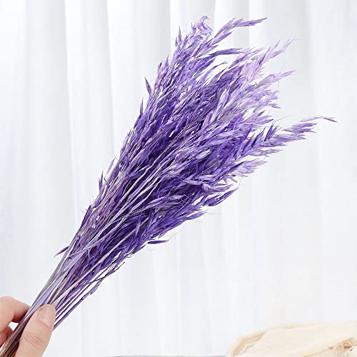 Hierba Pampas Grande 25 Piezas Natural Seco Decoración miniatura 5