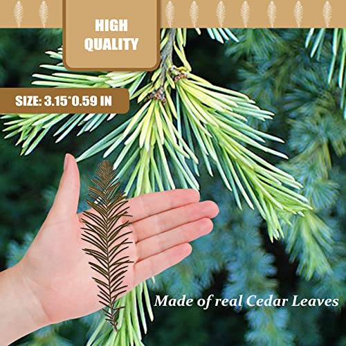 Hojas de Cedro Secas Naturales, Paquete de 42 Piezas miniatura 2