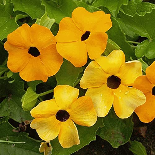 Black Eyed Susan "Vine" Flower Seeds For Planting, 25+ Heirloom Seeds Per Packet, (Isla's Garden Seeds), Non Gmo Seeds, Botanical Name: Thunbergia Alata, Great Home Flower Garden Gift #TOP2