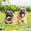 11 - Bullmastiffs