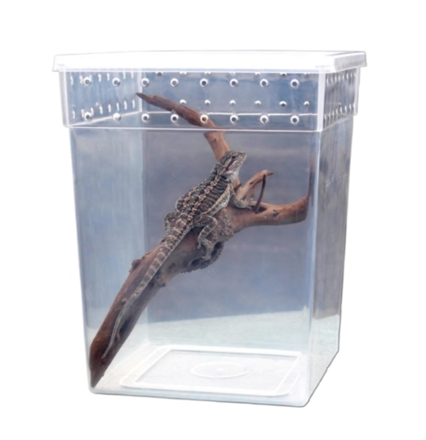 Cría Insectos Terrario De Reptiles, Caja Cría For Serpientes, Cangrejos Ermitaños, Ranas E Insectos Accesorios